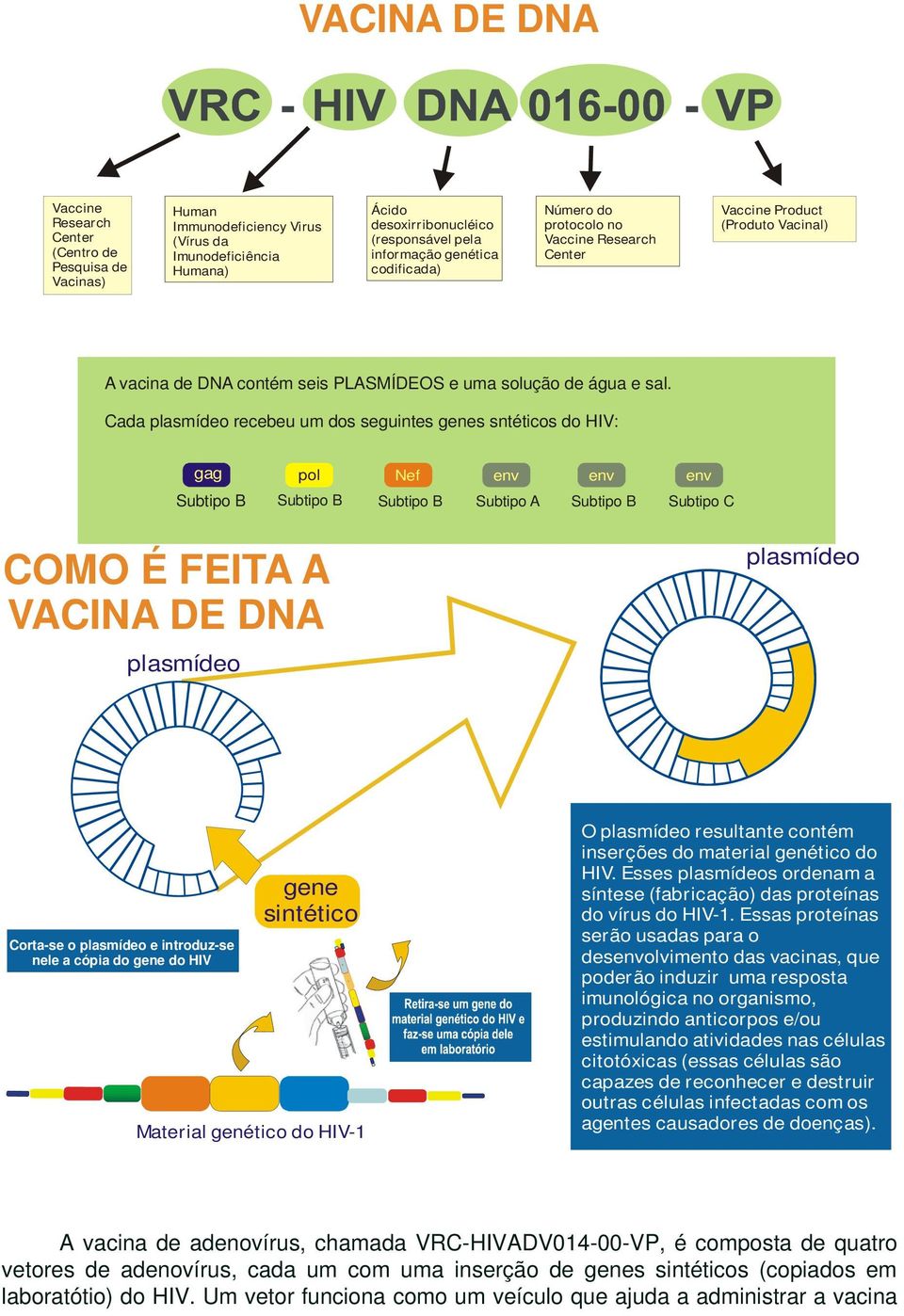 Cada plasmídeo recebeu um dos seguintes genes sntéticos do HIV: gag Subtipo B pol Subtipo B Nef Subtipo B env Subtipo A env Subtipo B env Subtipo C COMO É FEITA A VACINA DE DNA plasmídeo plasmídeo