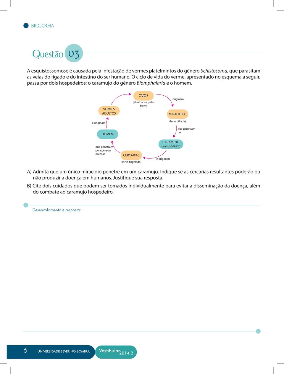 e originam VERMES ADULTOS HOMEM que penetram pela pele ou mucosa CERCÁRIAS (larva flagelada) OVOS (eliminados pelas fezes) e originam originam MIRACÍDIOS (larva ciliada) CARAMUJO Biomphalaria que