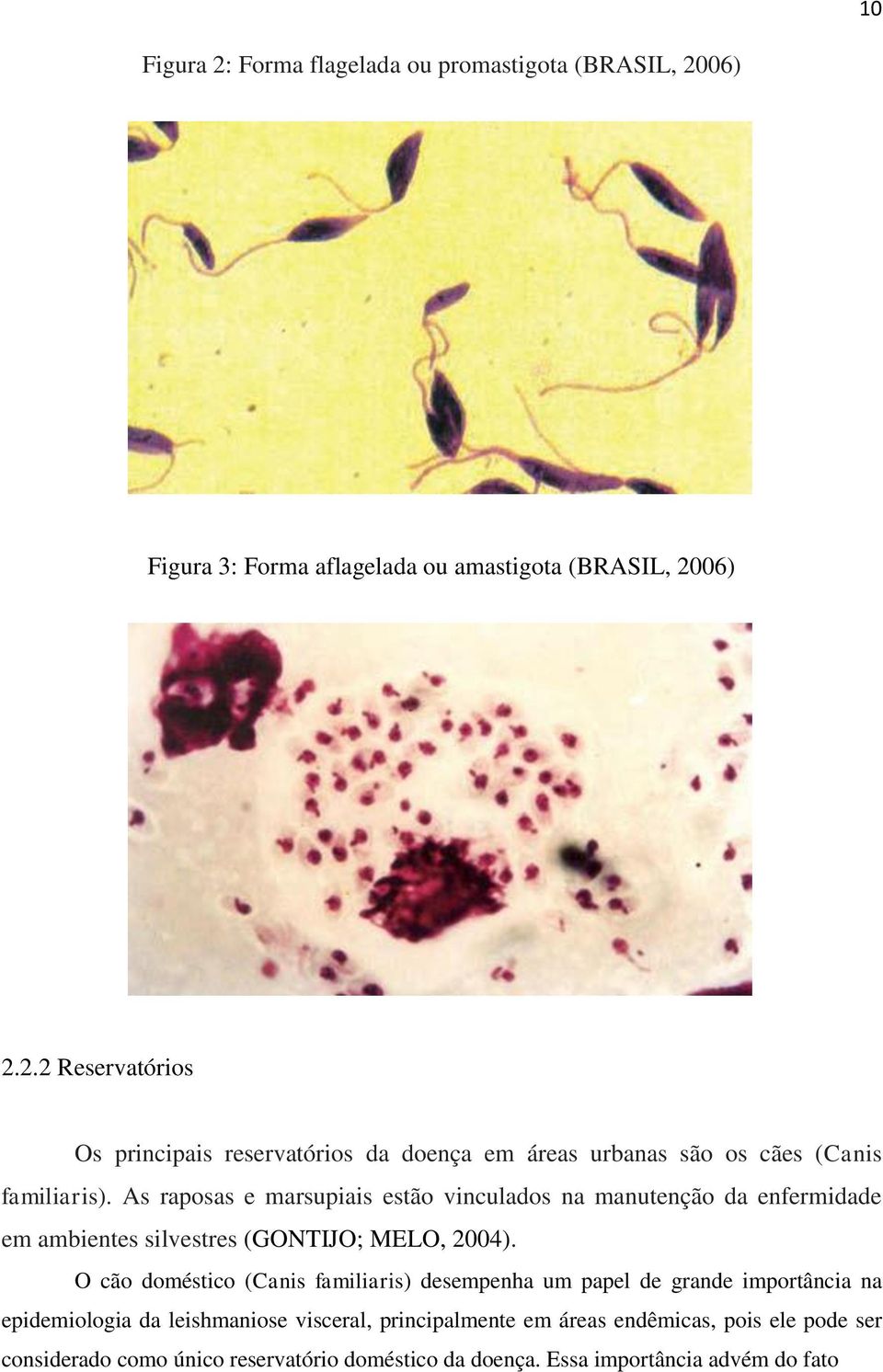 O cão doméstico (Canis familiaris) desempenha um papel de grande importância na epidemiologia da leishmaniose visceral, principalmente em áreas