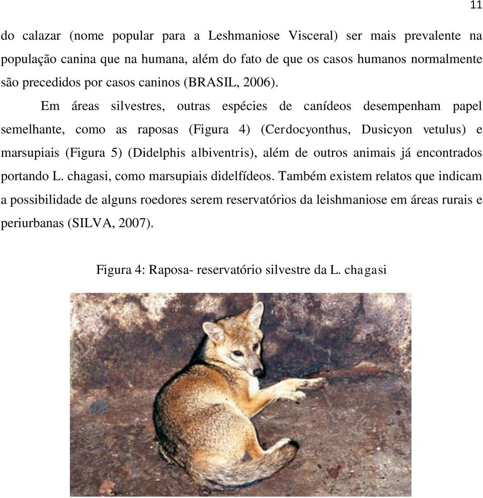 Em áreas silvestres, outras espécies de canídeos desempenham papel semelhante, como as raposas (Figura 4) (Cerdocyonthus, Dusicyon vetulus) e marsupiais (Figura 5)