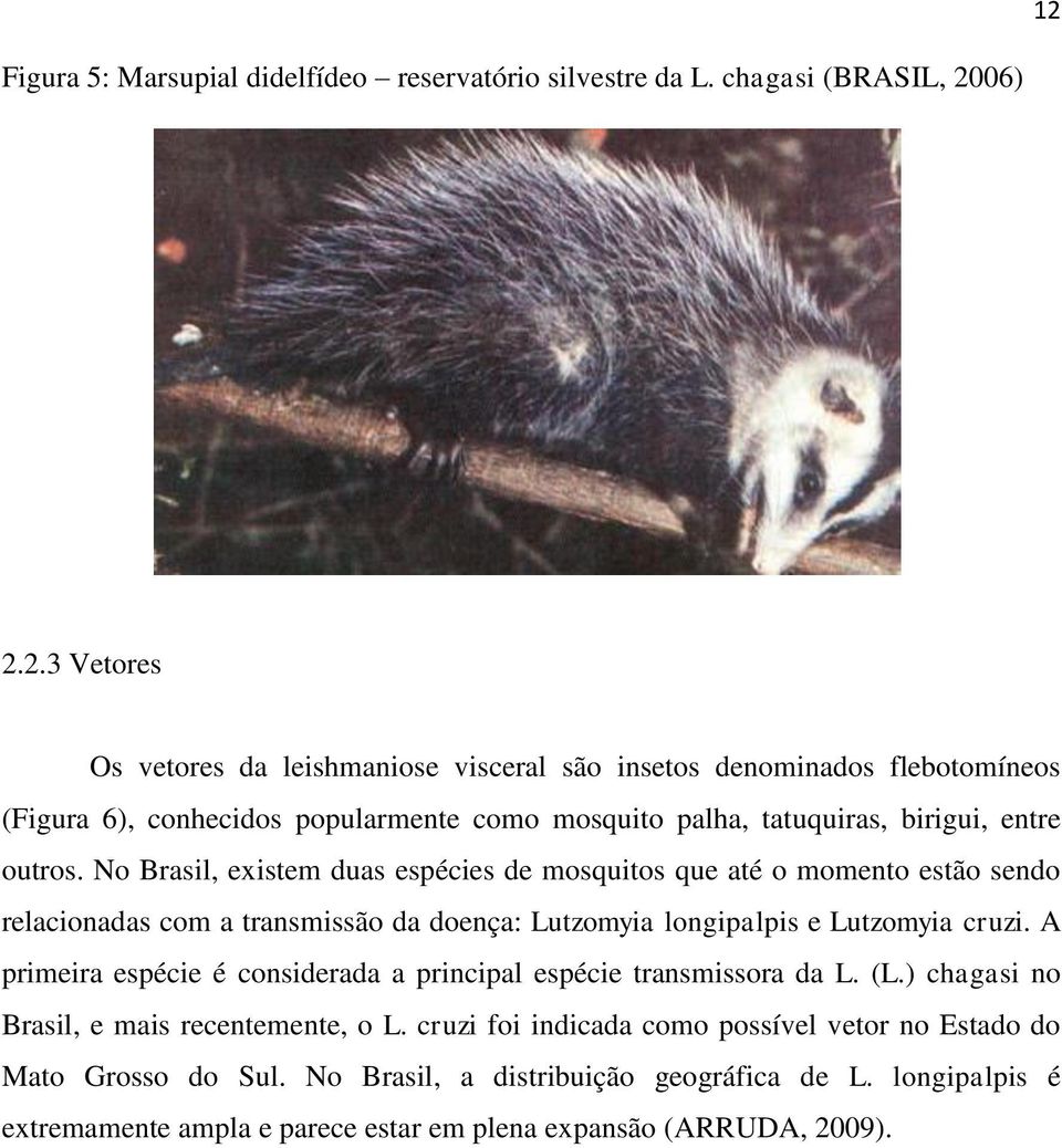 A primeira espécie é considerada a principal espécie transmissora da L. (L.) chagasi no Brasil, e mais recentemente, o L.