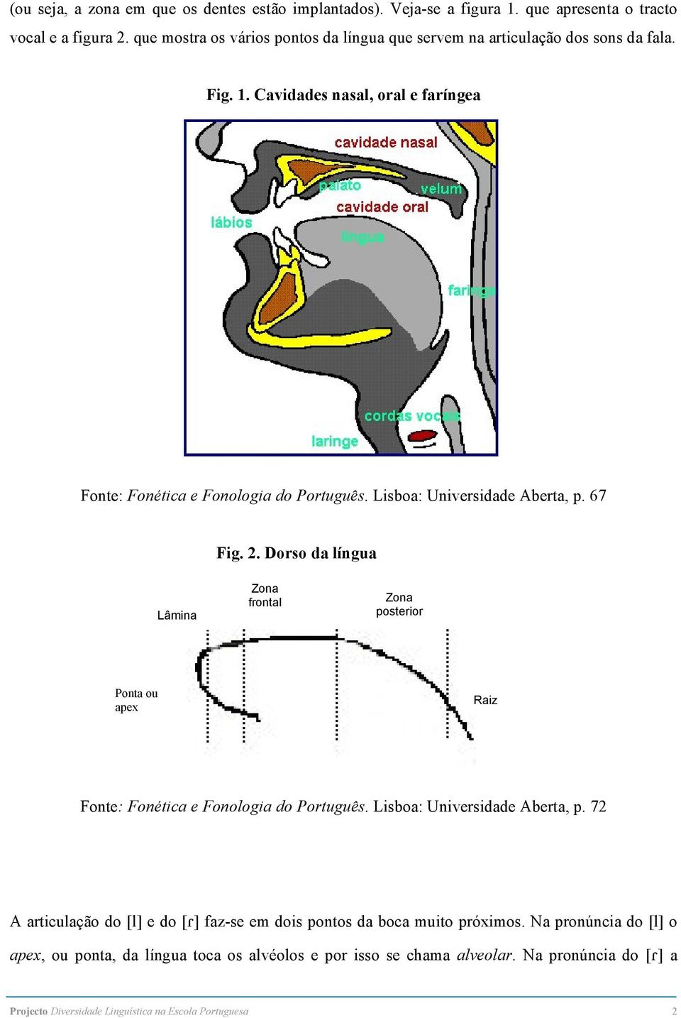 Lisboa: Universidade Aberta, p. 67 Fig. 2. Dorso da língua Lâmina Zona frontal Zona posterior Ponta ou apex Raiz Fonte: Fonética e Fonologia do Português.