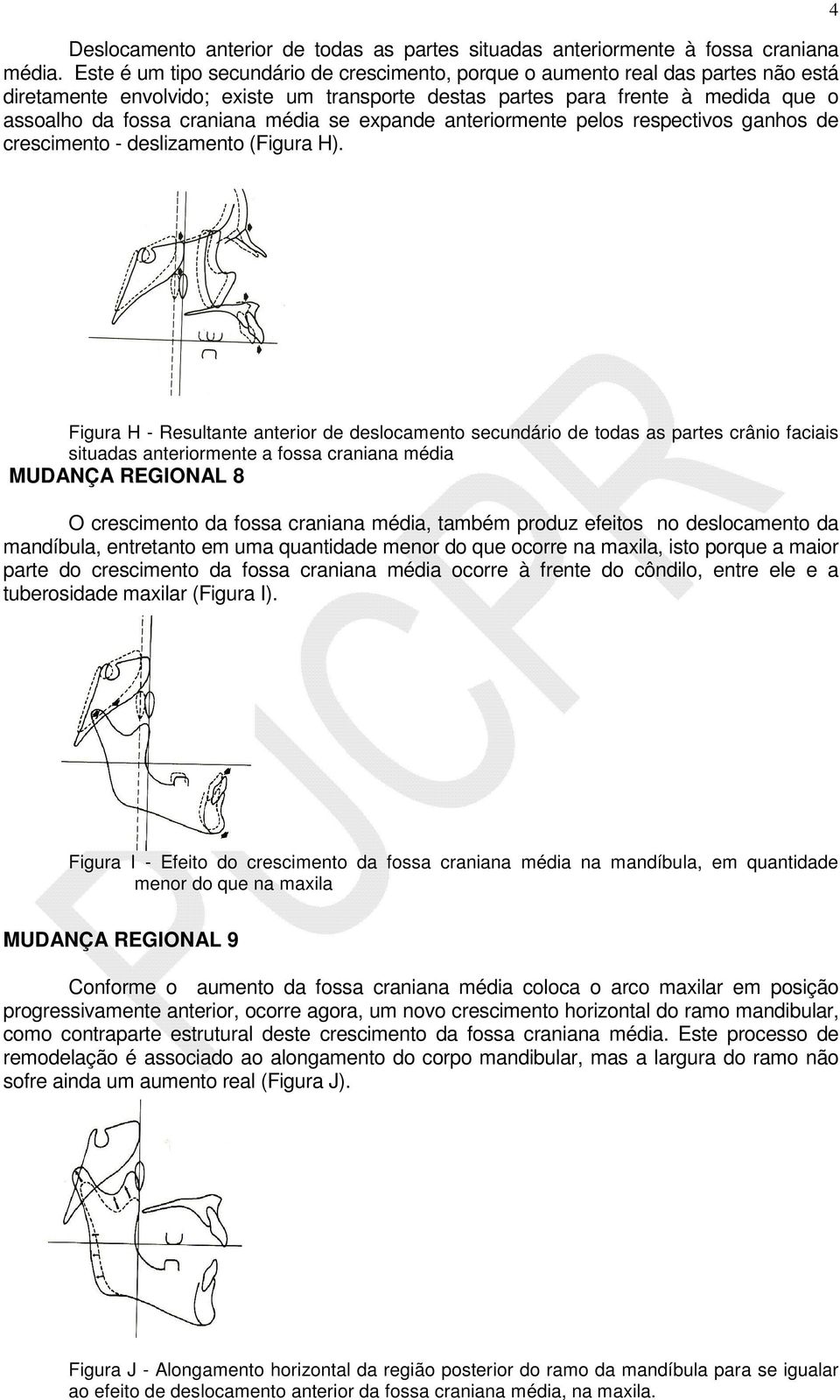 média se expande anteriormente pelos respectivos ganhos de crescimento - deslizamento (Figura H).