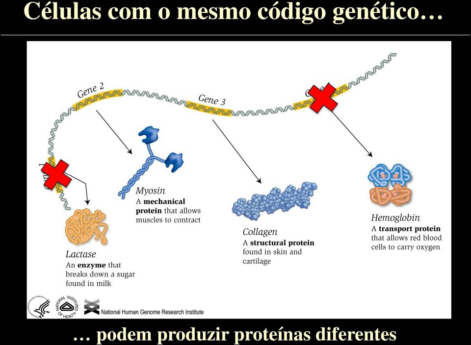 genético podem