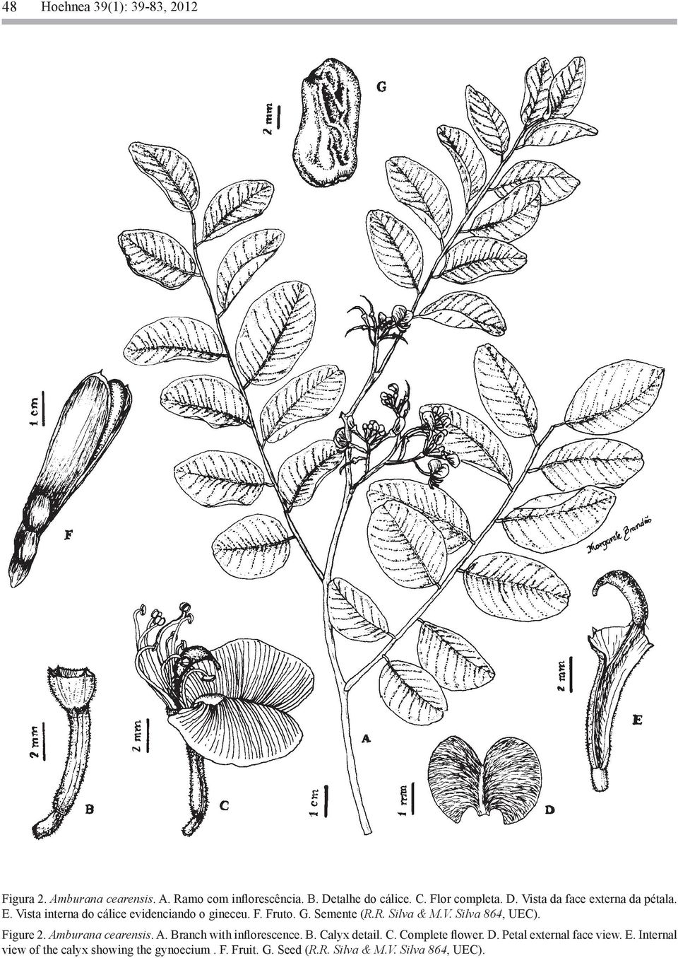 R. Silva & M.V. Silva 864, UEC). Figure 2. Amburana cearensis. A. Branch with inflorescence. B. Calyx detail. C. Complete flower.