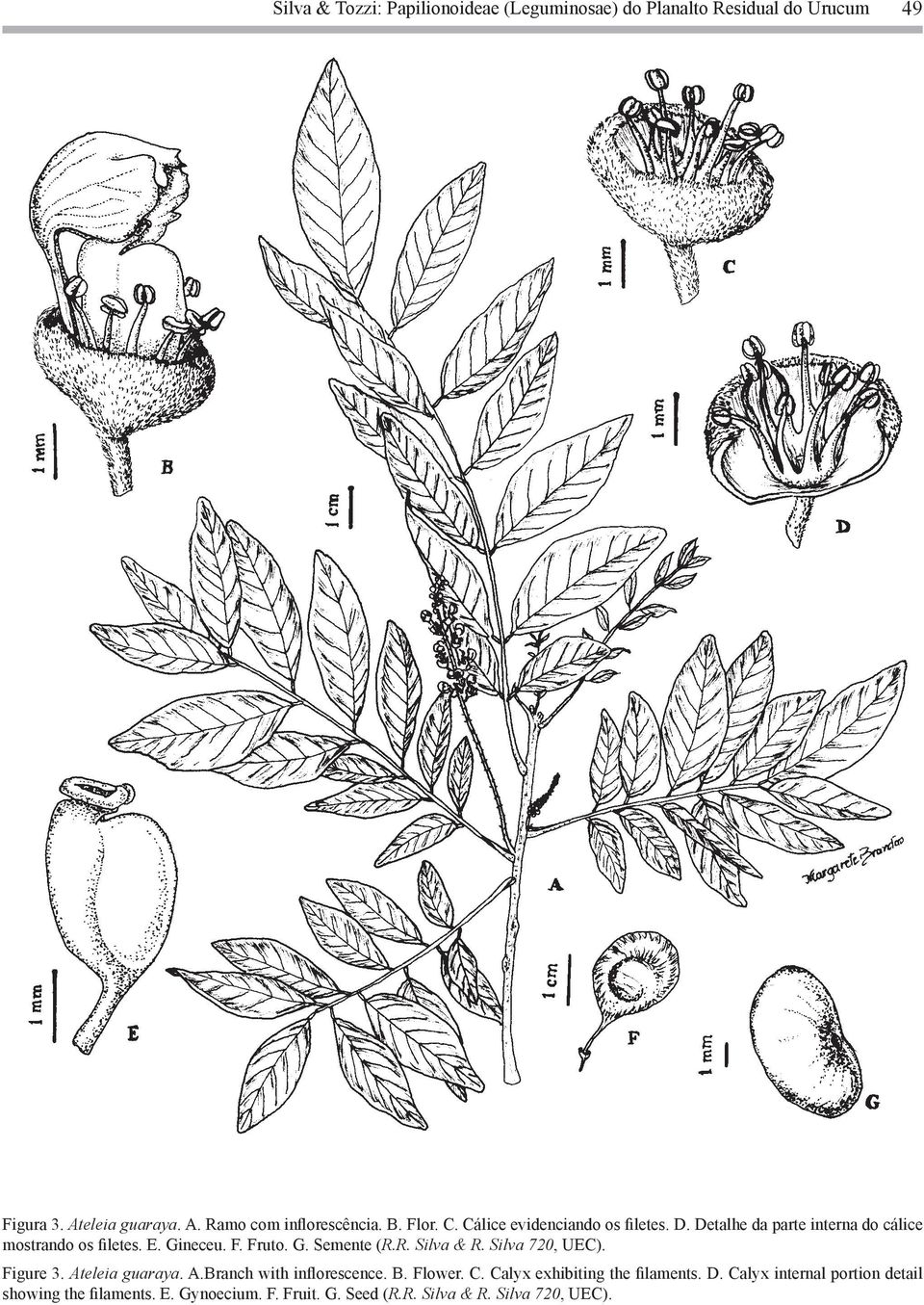 R. Silva & R. Silva 720, UEC). Figure 3. Ateleia guaraya. A.Branch with inflorescence. B. Flower. C. Calyx exhibiting the filaments.