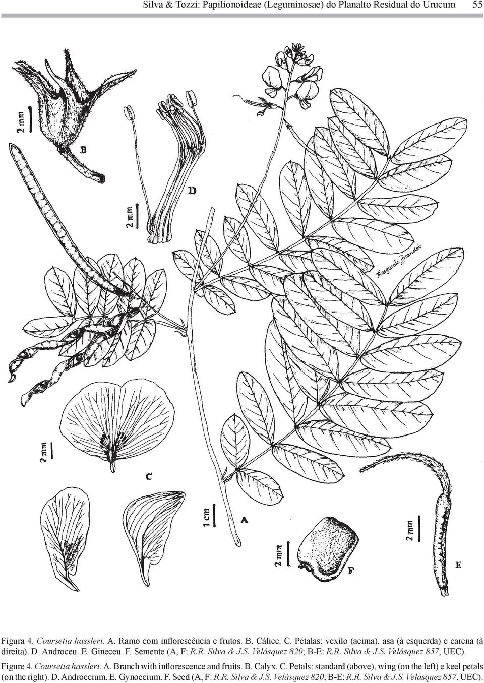 Figure 4. Coursetia hassleri. A. Branch with inflorescence and fruits. B. Calyx. C. Petals: standard (above), wing (on the left) e keel petals (on the right).