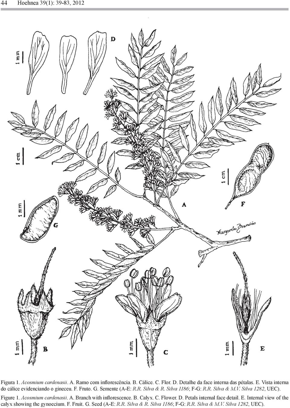 Silva 1186; F-G: R.R. Silva & M.V. Silva 1282, UEC). Figure 1. Acosmium cardenasii. A. Branch with inflorescence. B. Calyx. C. Flower. D.