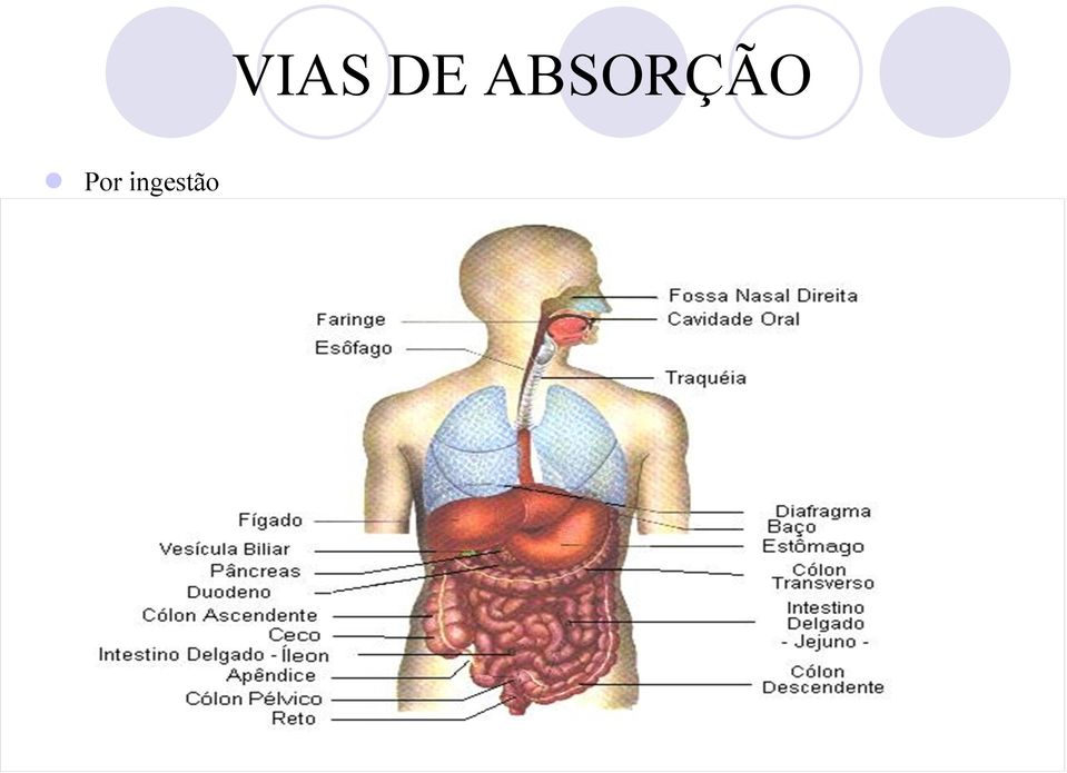 VIAS DE