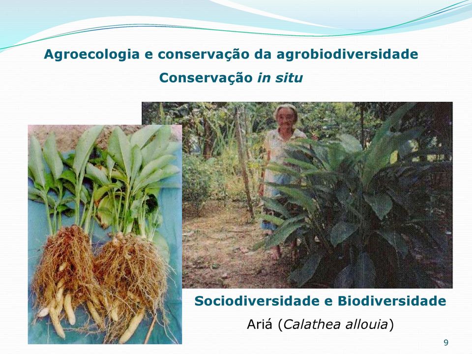 in situ Sociodiversidade e