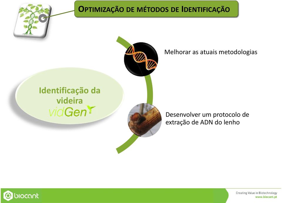 metodologias Identificação da videira