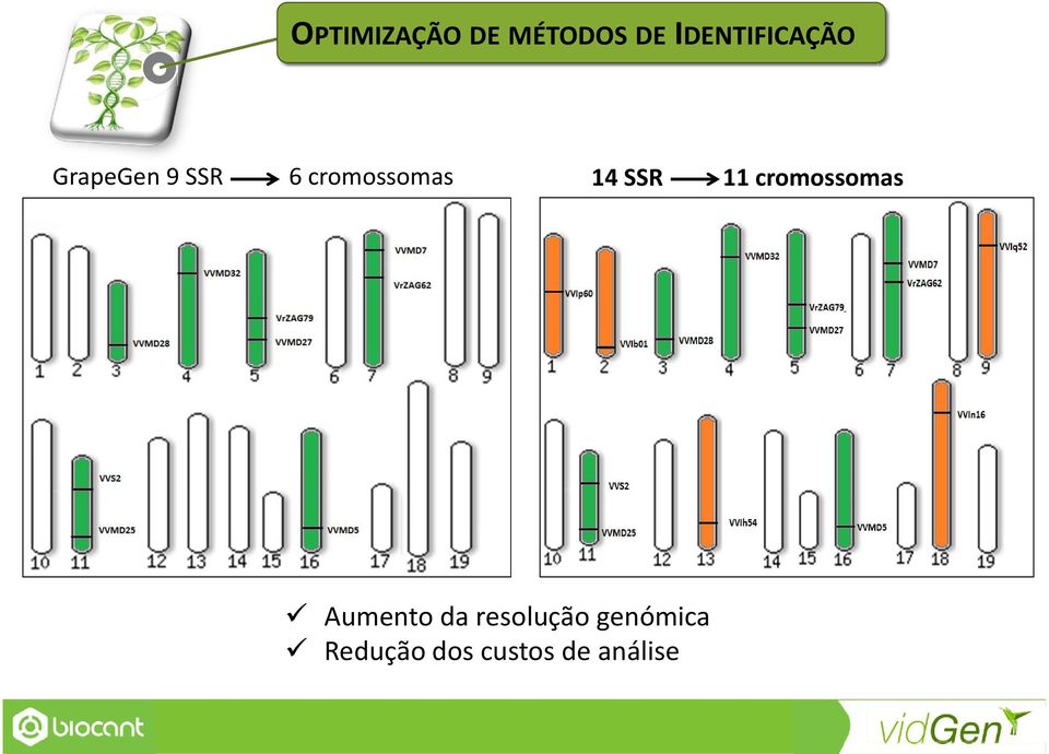 cromossomas 14 SSR 11 cromossomas