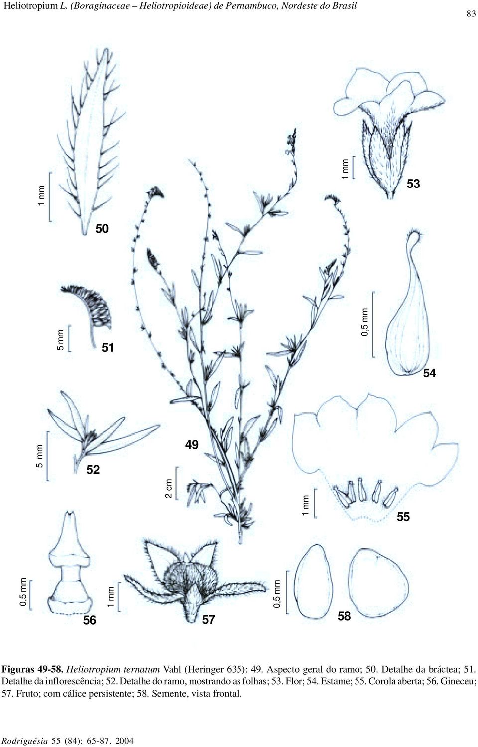 56 57 58 Figuras 49-58. Heliotropium ternatum Vahl (Heringer 635): 49. Aspecto geral do ramo; 50.