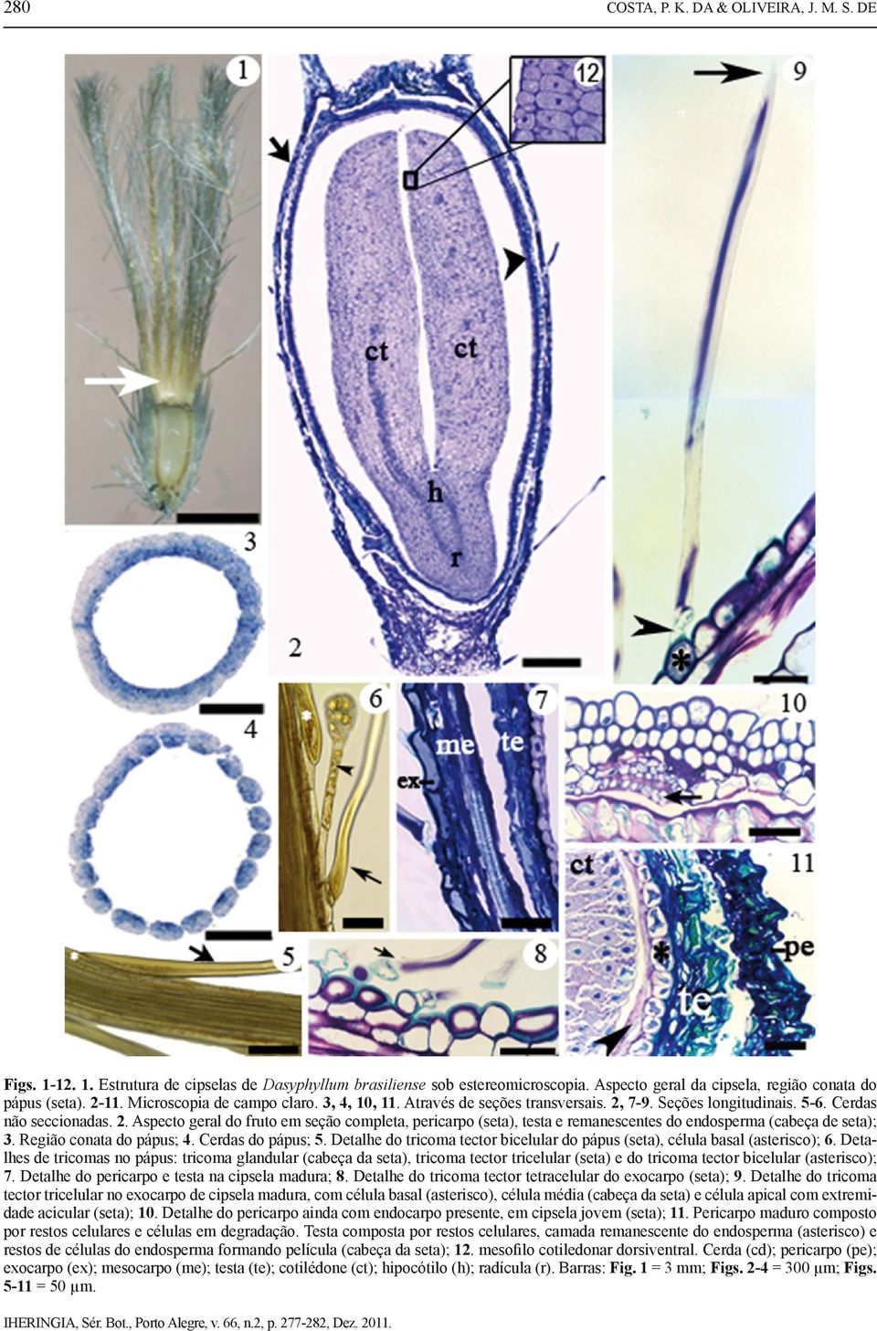 Região conata do pápus; 4. Cerdas do pápus; 5. Detalhe do tricoma tector bicelular do pápus (seta), célula basal (asterisco); 6.