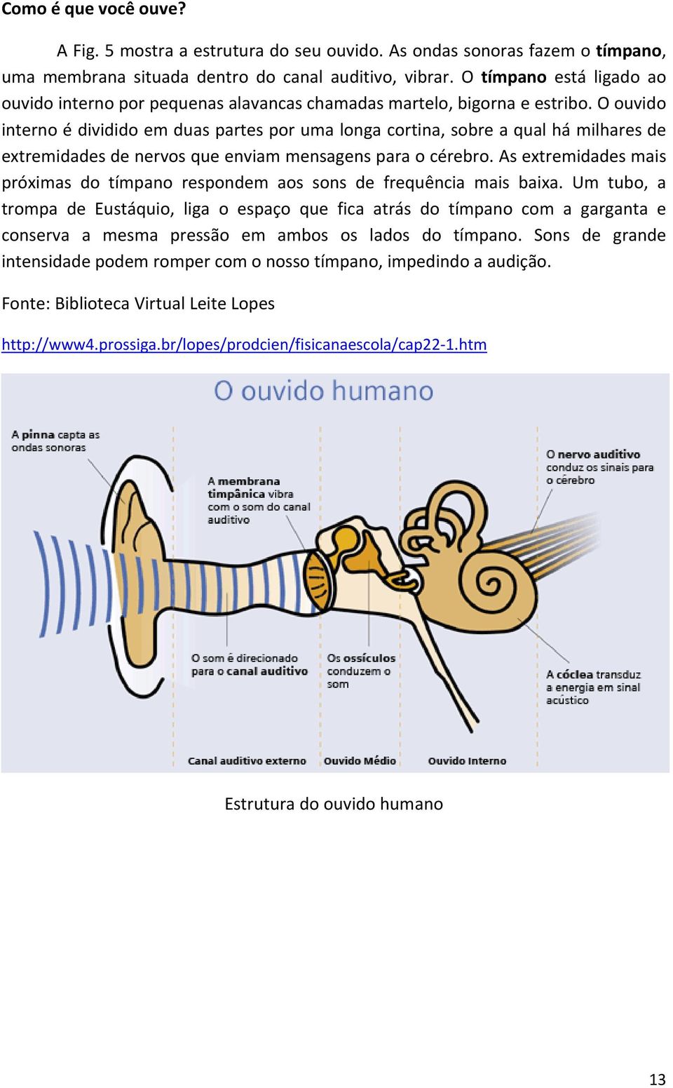 O ouvido interno é dividido em duas partes por uma longa cortina, sobre a qual há milhares de extremidades de nervos que enviam mensagens para o cérebro.