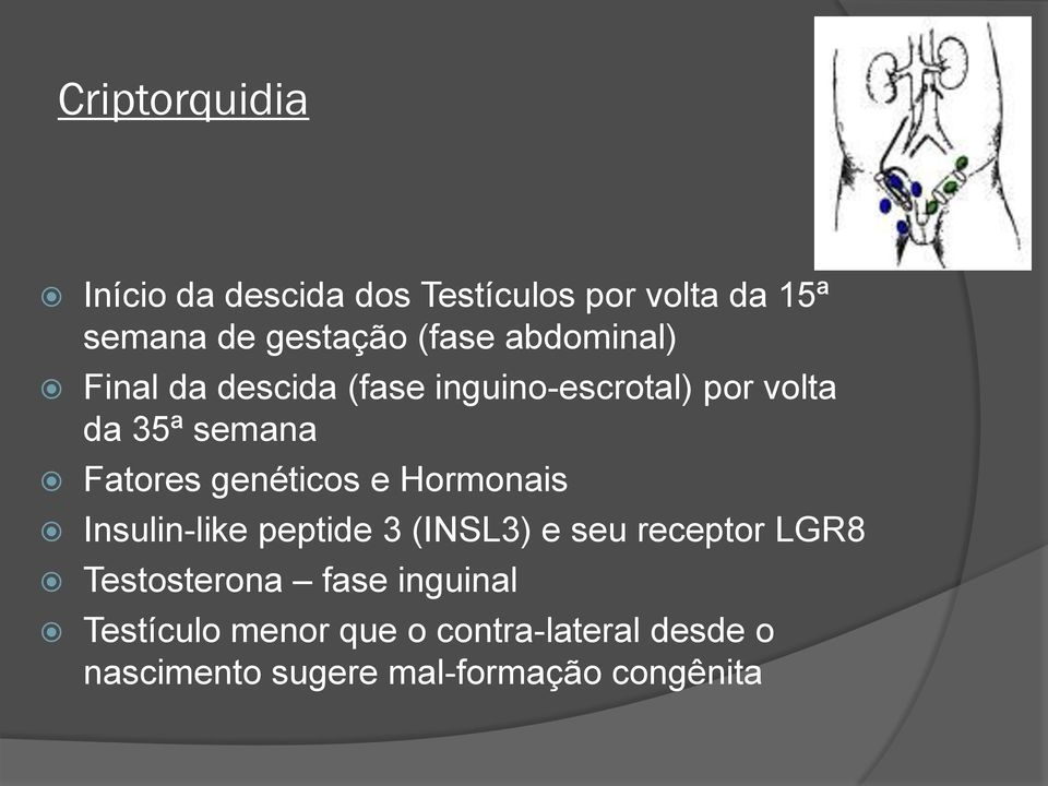 genéticos e Hormonais Insulin-like peptide 3 (INSL3) e seu receptor LGR8 Testosterona