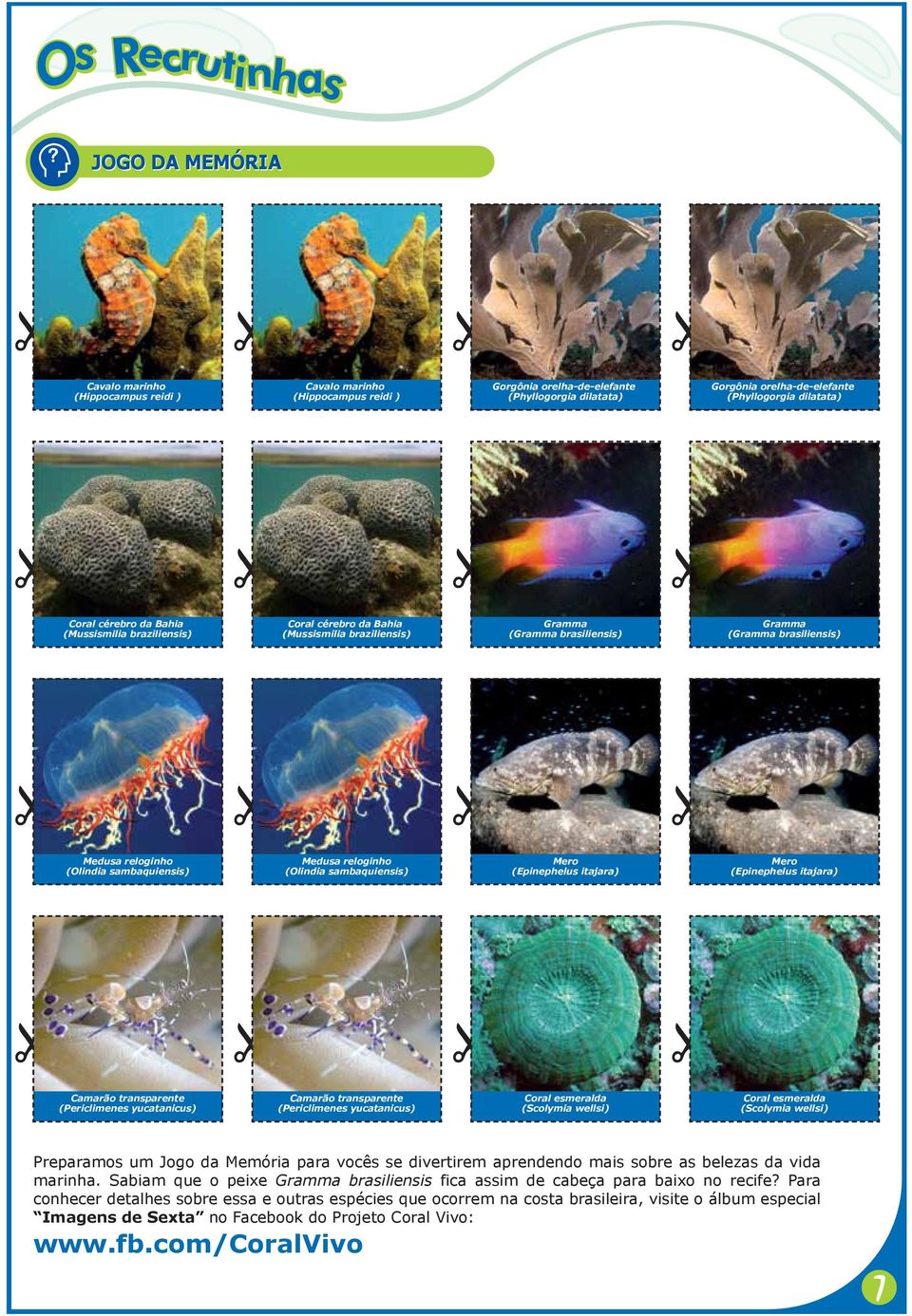 (Olindia sambaquiensis) Mero (Epinephelus itajara) Mero (Epinephelus itajara) Camarão transparente (Periclimenes yucatanicus) Camarão transparente (Periclimenes yucatanicus) Coral esmeralda (Scolymia