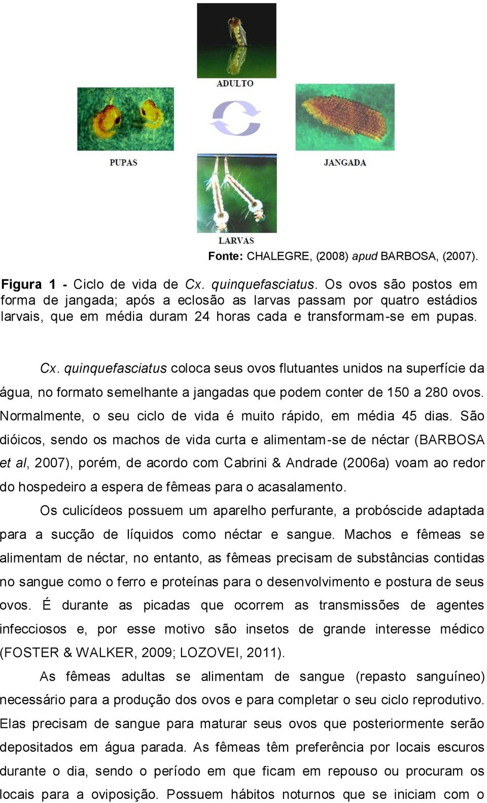 São dióicos, sendo os machos de vida curta e alimentam-se de néctar (BARBOSA et al, 2007), porém, de acordo com Cabrini & Andrade (2006a) voam ao redor do hospedeiro a espera de fêmeas para o