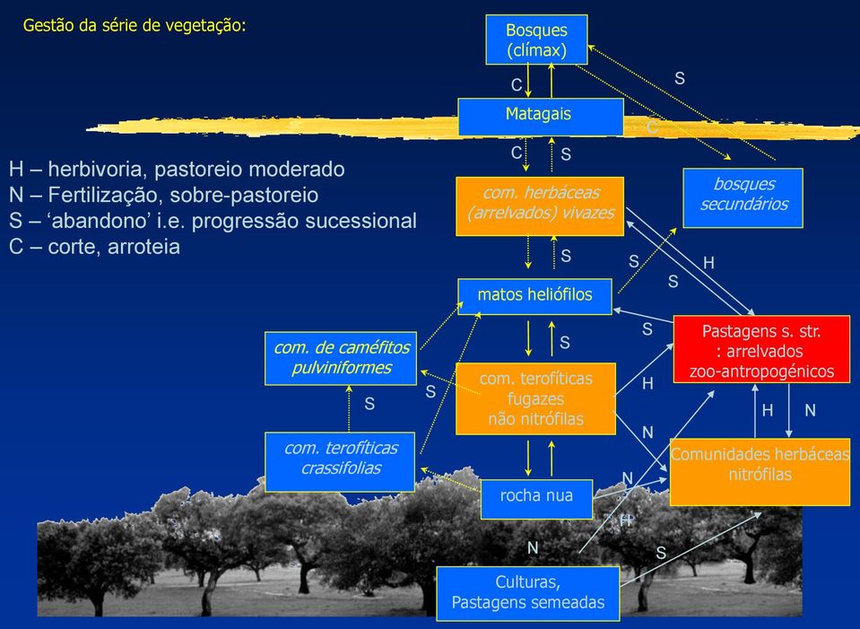 herbáceas (arrelvados) vivazes matos heliófilos bosques secundários com. de caméfitos pulviniformes com.