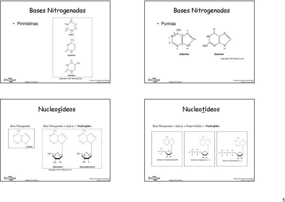 Base Nitrogenada + Açúcar = Nucleosídeo Base