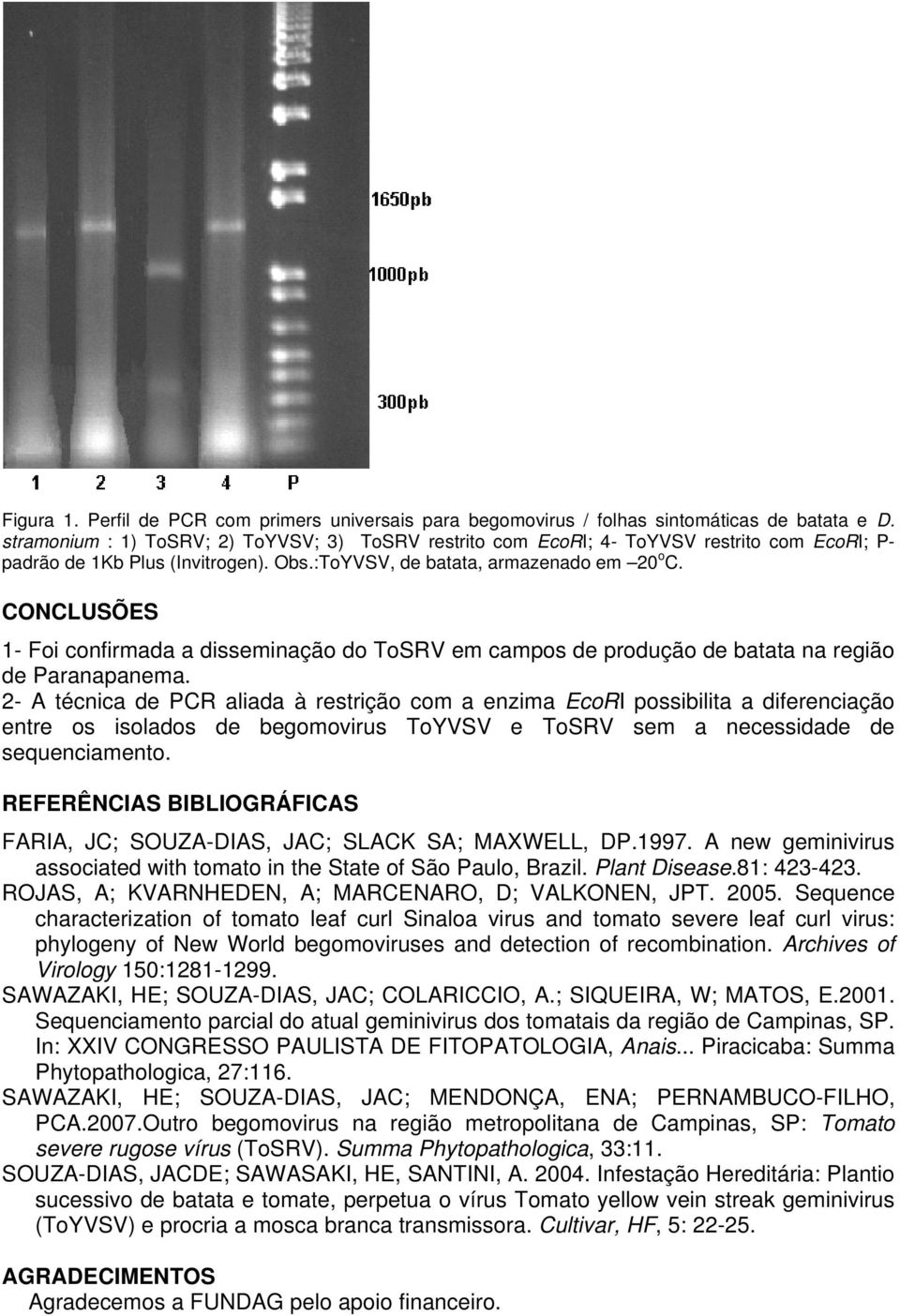 CONCLUSÕES 1- Foi confirmada a disseminação do ToSRV em campos de produção de batata na região de Paranapanema.