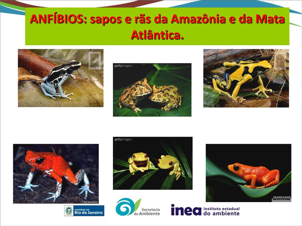 da Amazônia e