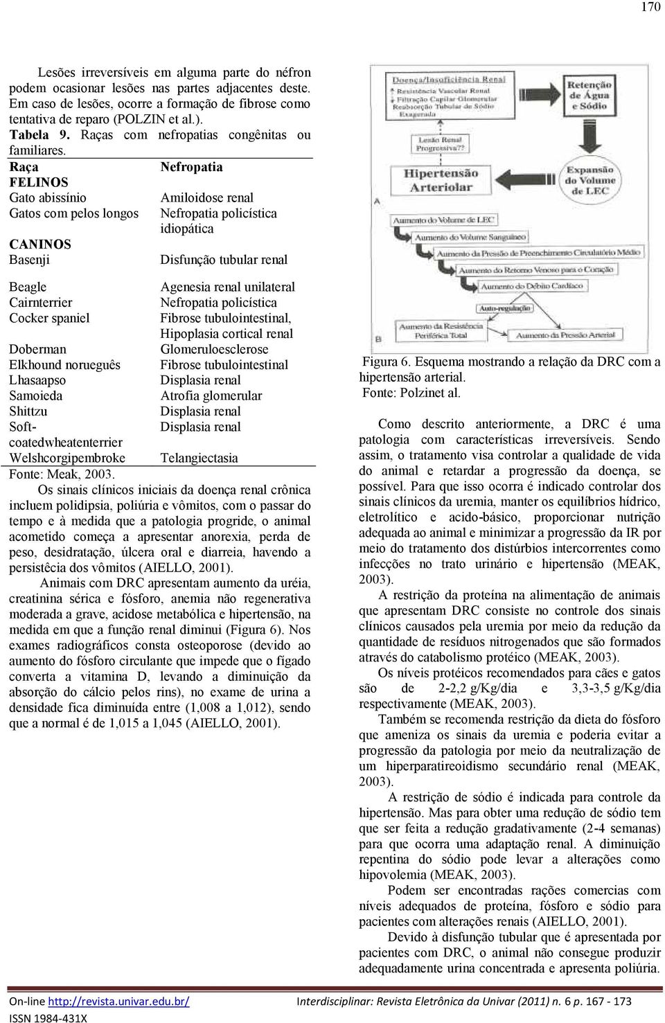 Raça Nefropatia FELINOS Gato abissínio Gatos com pelos longos CANINOS Basenji Amiloidose renal Nefropatia policística idiopática Disfunção tubular renal Beagle Cairnterrier Cocker spaniel Agenesia