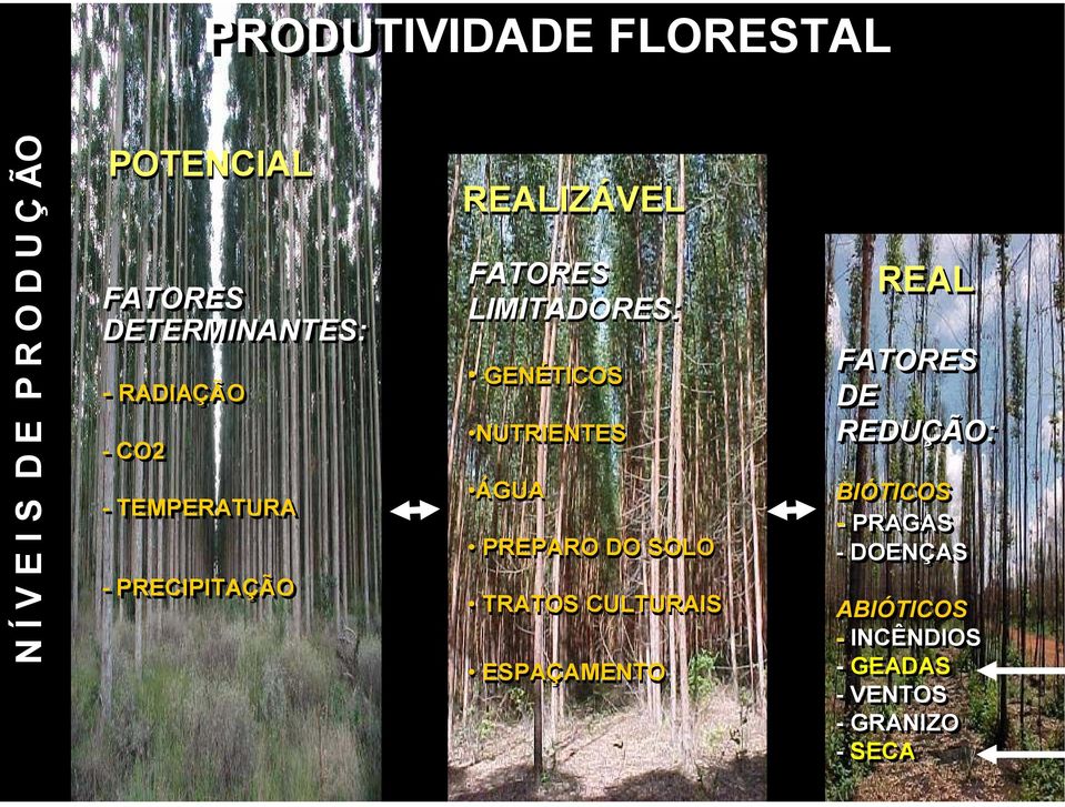 LIMITADORES: GENÉTICOS NUTRIENTES ÁGUA PREPARO DO SOLO TRATOS CULTURAIS ESPAÇAMENTO