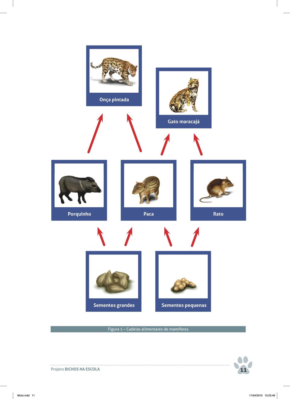 Cadeias alimentares de mamíferos Projeto