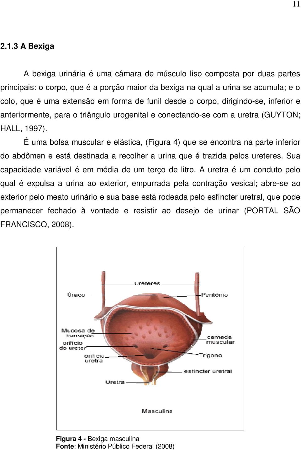 É uma bolsa muscular e elástica, (Figura 4) que se encontra na parte inferior do abdômen e está destinada a recolher a urina que é trazida pelos ureteres.