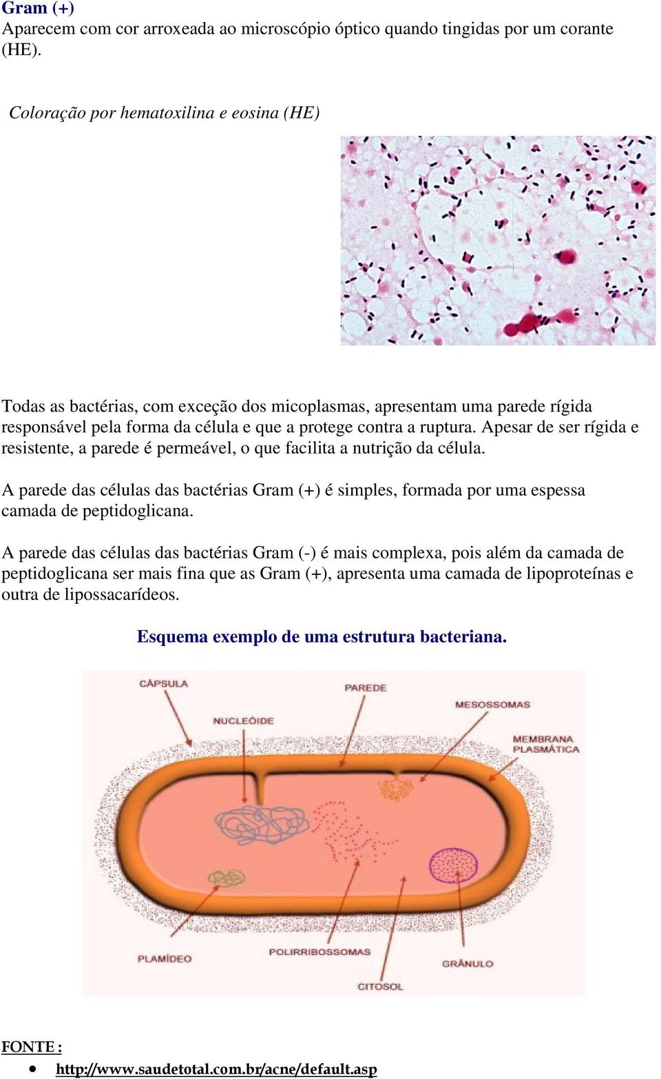 Apesar de ser rígida e resistente, a parede é permeável, o que facilita a nutrição da célula.