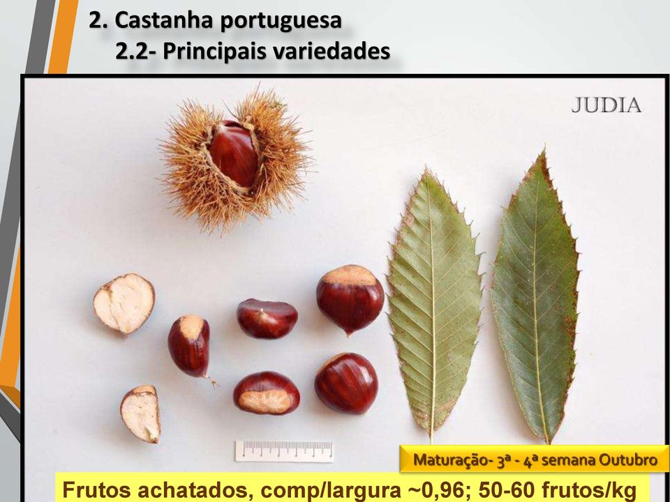 Maturação- 3ª - 4ª semana Outubro