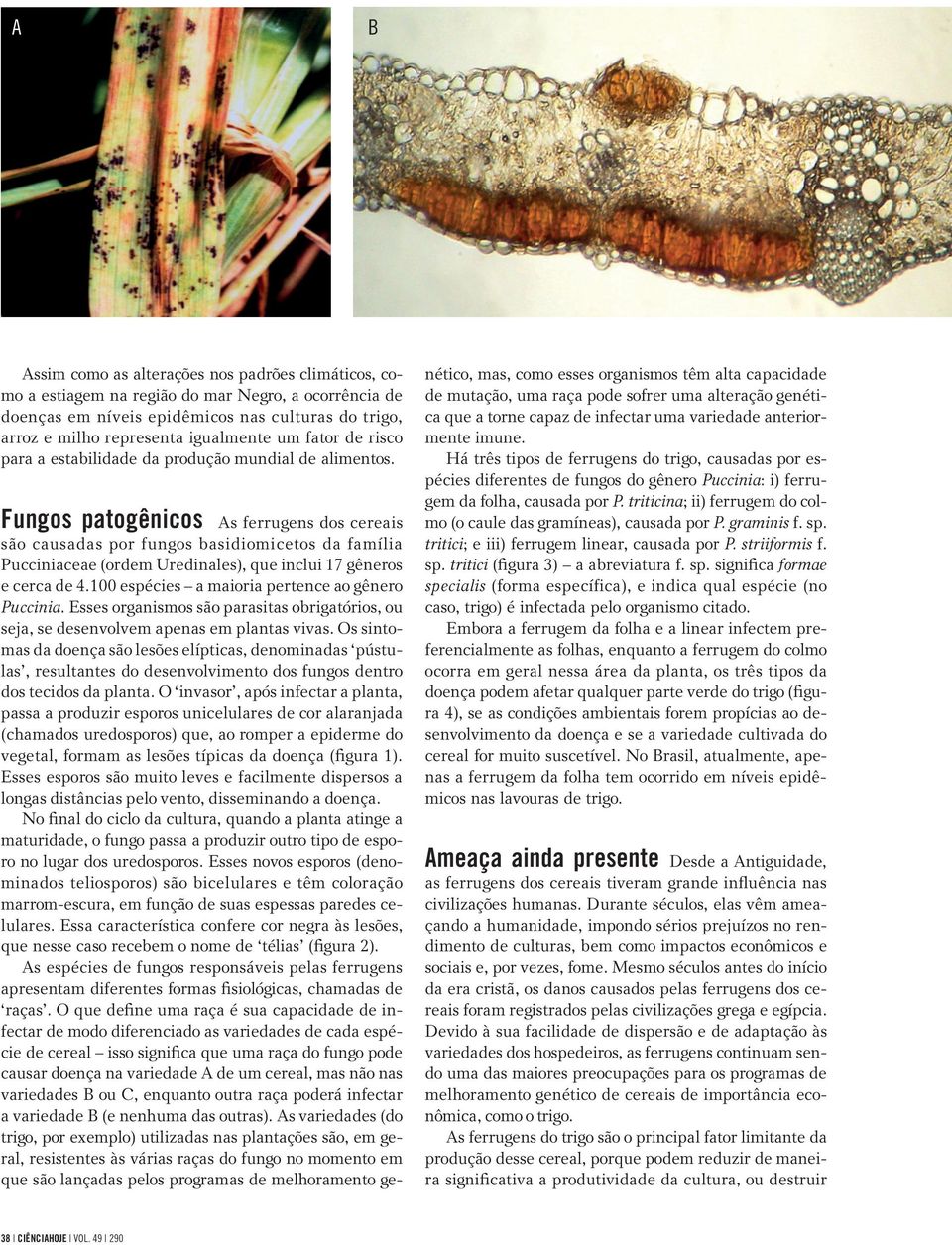 Fungos patogênicos As ferrugens dos cereais são causadas por fungos basidiomicetos da família Pucciniaceae (ordem Uredinales), que inclui 17 gêneros e cerca de 4.