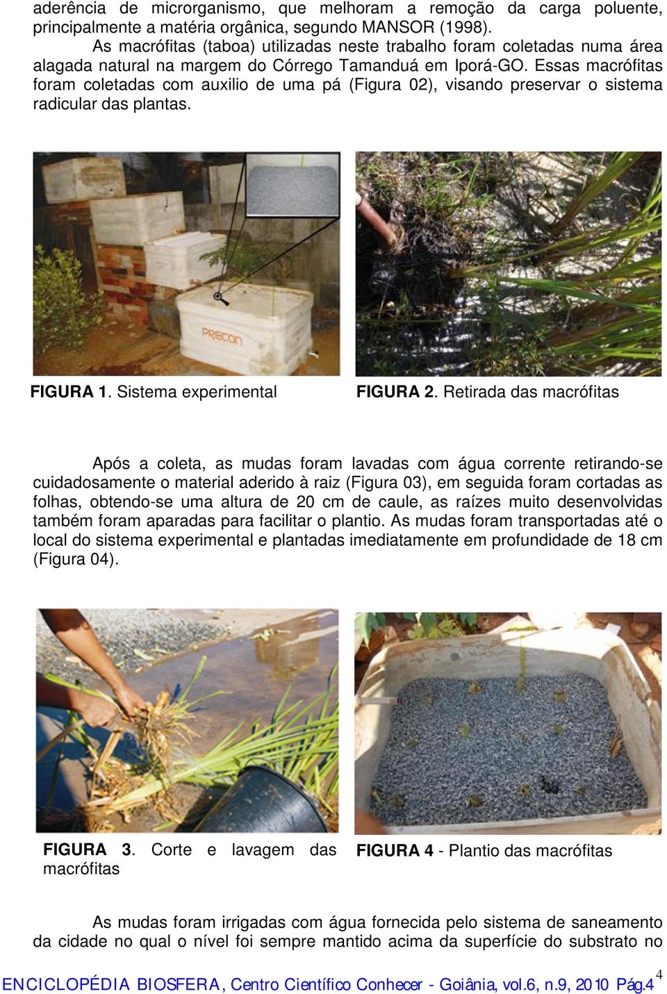 Essas macrófitas foram coletadas com auxilio de uma pá (Figura 02), visando preservar o sistema radicular das plantas. FIGURA 1. Sistema experimental FIGURA 2.