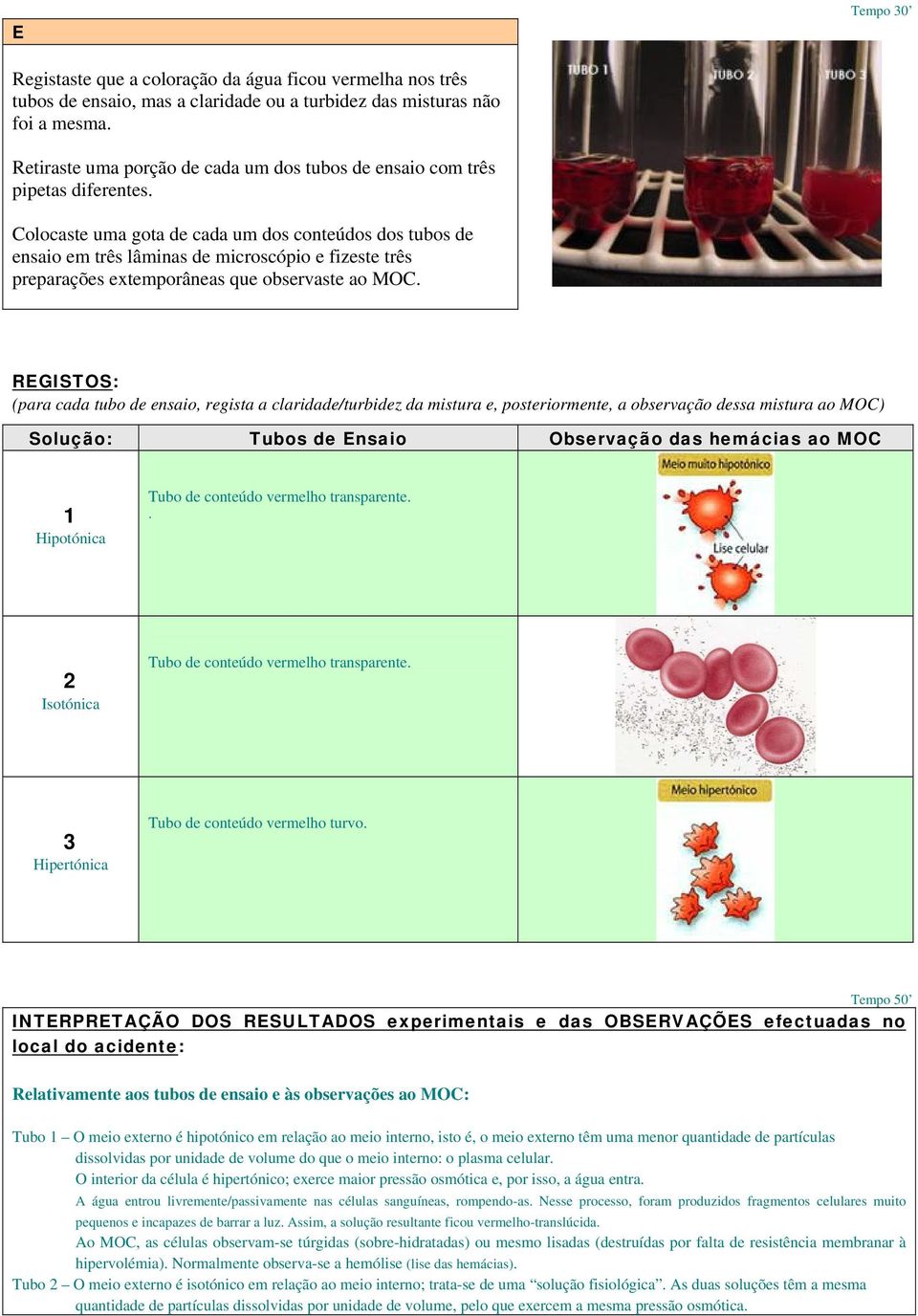 Colocaste uma gota de cada um dos conteúdos dos tubos de ensaio em três lâminas de microscópio e fizeste três preparações extemporâneas que observaste ao MOC.