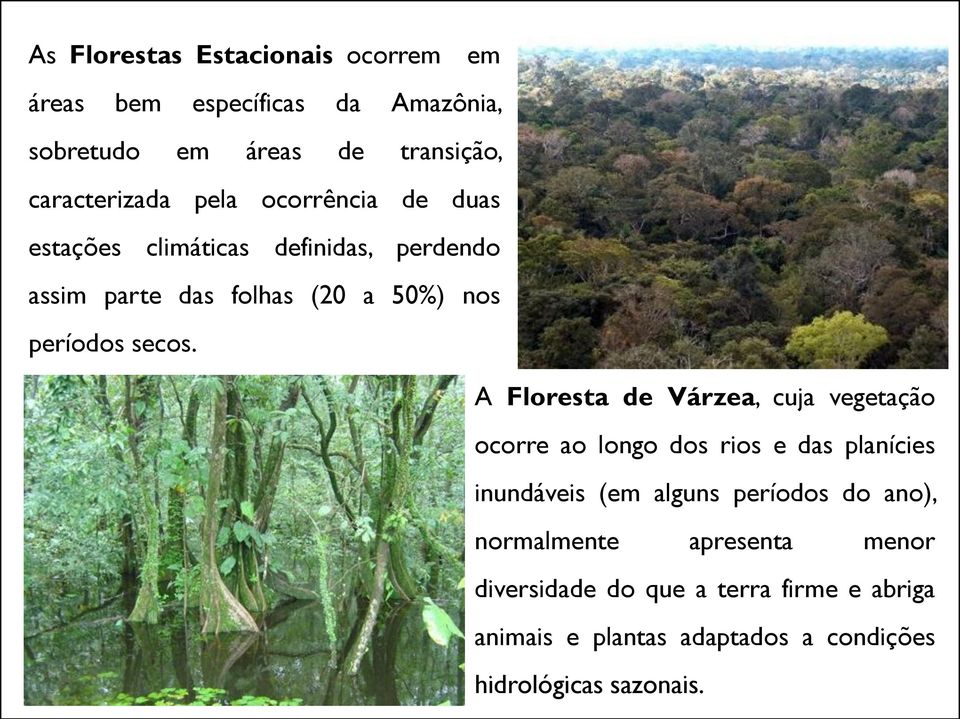 A Floresta de Várzea, cuja vegetação ocorre ao longo dos rios e das planícies inundáveis (em alguns períodos do ano),