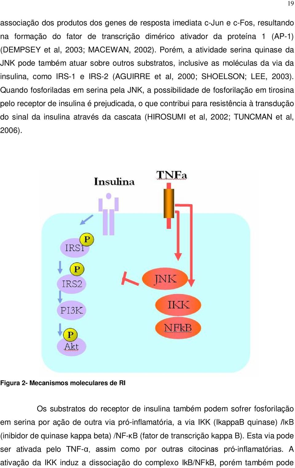 Quando fosforiladas em serina pela JNK, a possibilidade de fosforilação em tirosina pelo receptor de insulina é prejudicada, o que contribui para resistência à transdução do sinal da insulina através