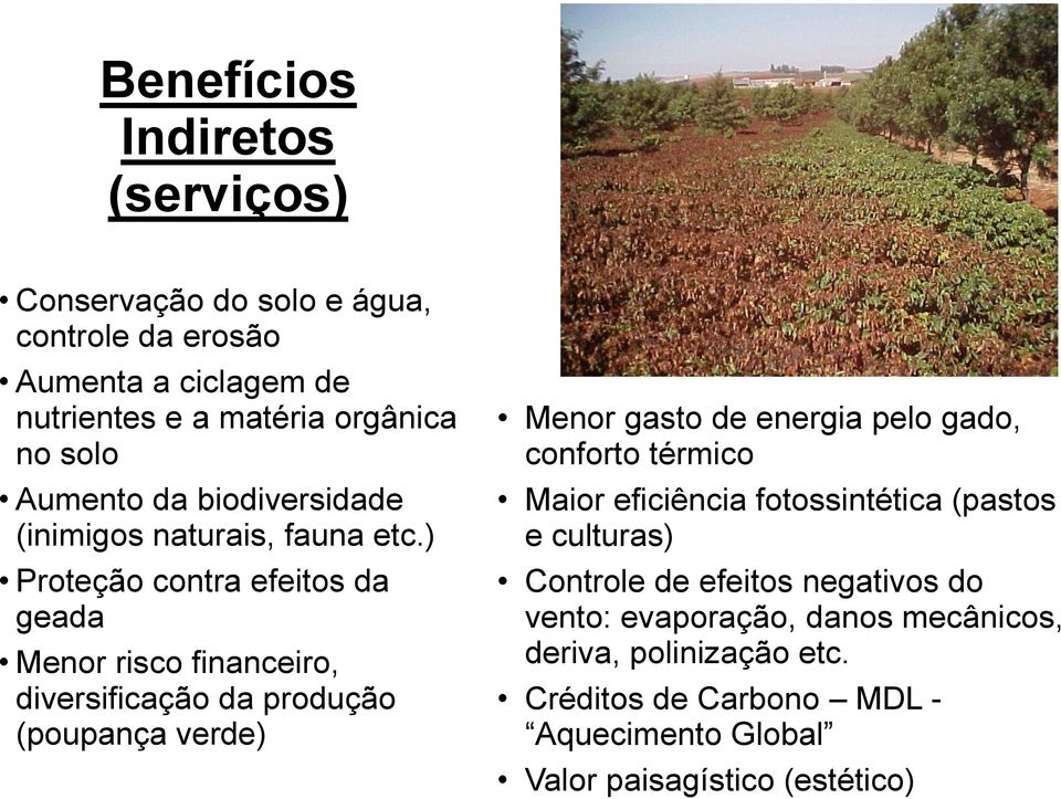 ) Proteção contra efeitos da geada Menor risco financeiro, diversificação da produção (poupança verde) Menor gasto de energia pelo gado,