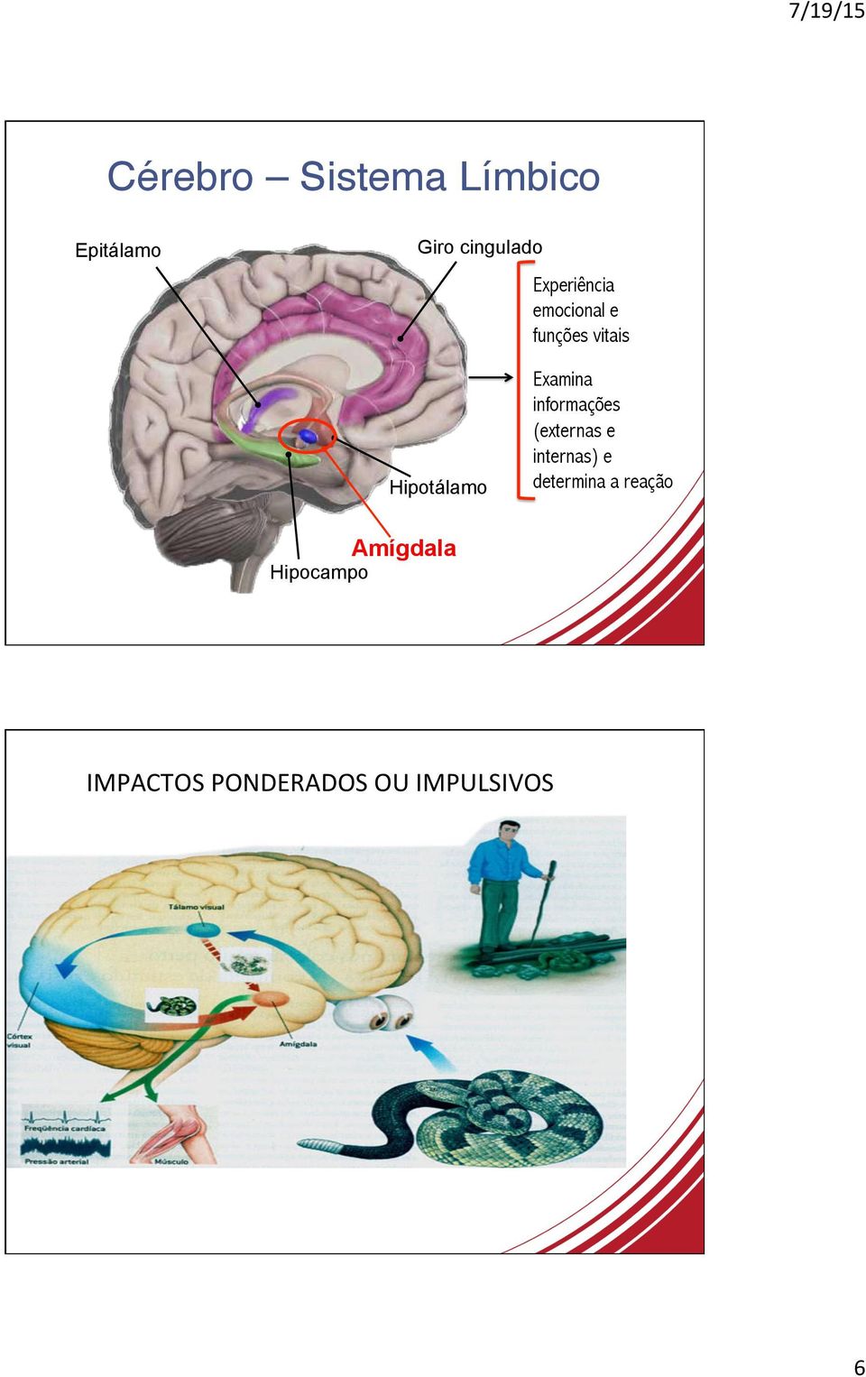 Examina informações (externas e internas) e determina