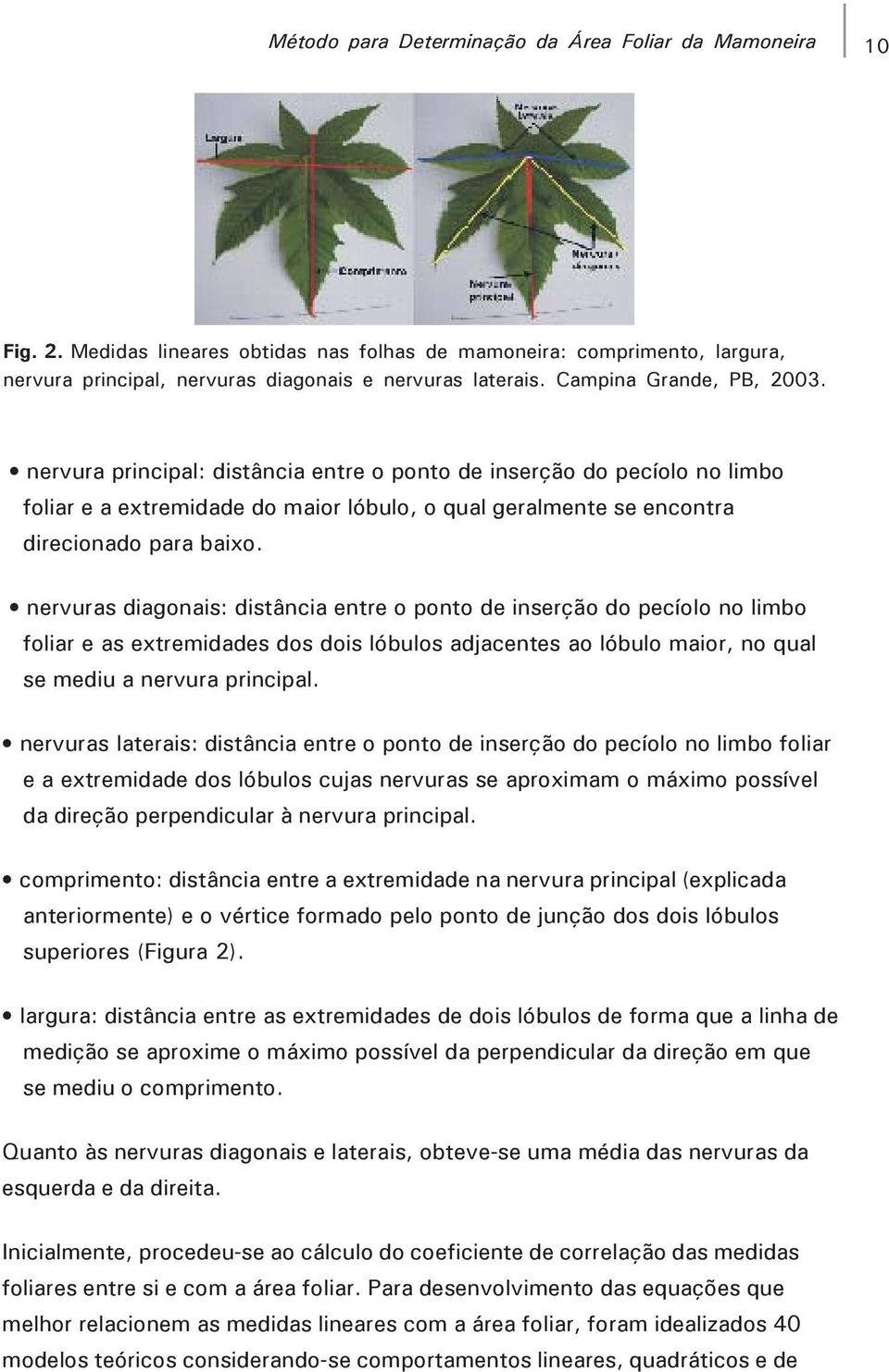 nervuras diagonais: distância entre o ponto de inserção do pecíolo no limbo foliar e as extremidades dos dois lóbulos adjacentes ao lóbulo maior, no qual se mediu a nervura principal.