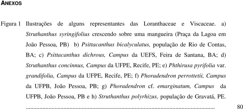 Contas, BA; c) Psittacanthus dichrous, Campus da UEFS, Feira de Santana, BA; d) Struthanthus concinnus, Campus da UFPE, Recife, PE; e) Phthirusa pyrifolia
