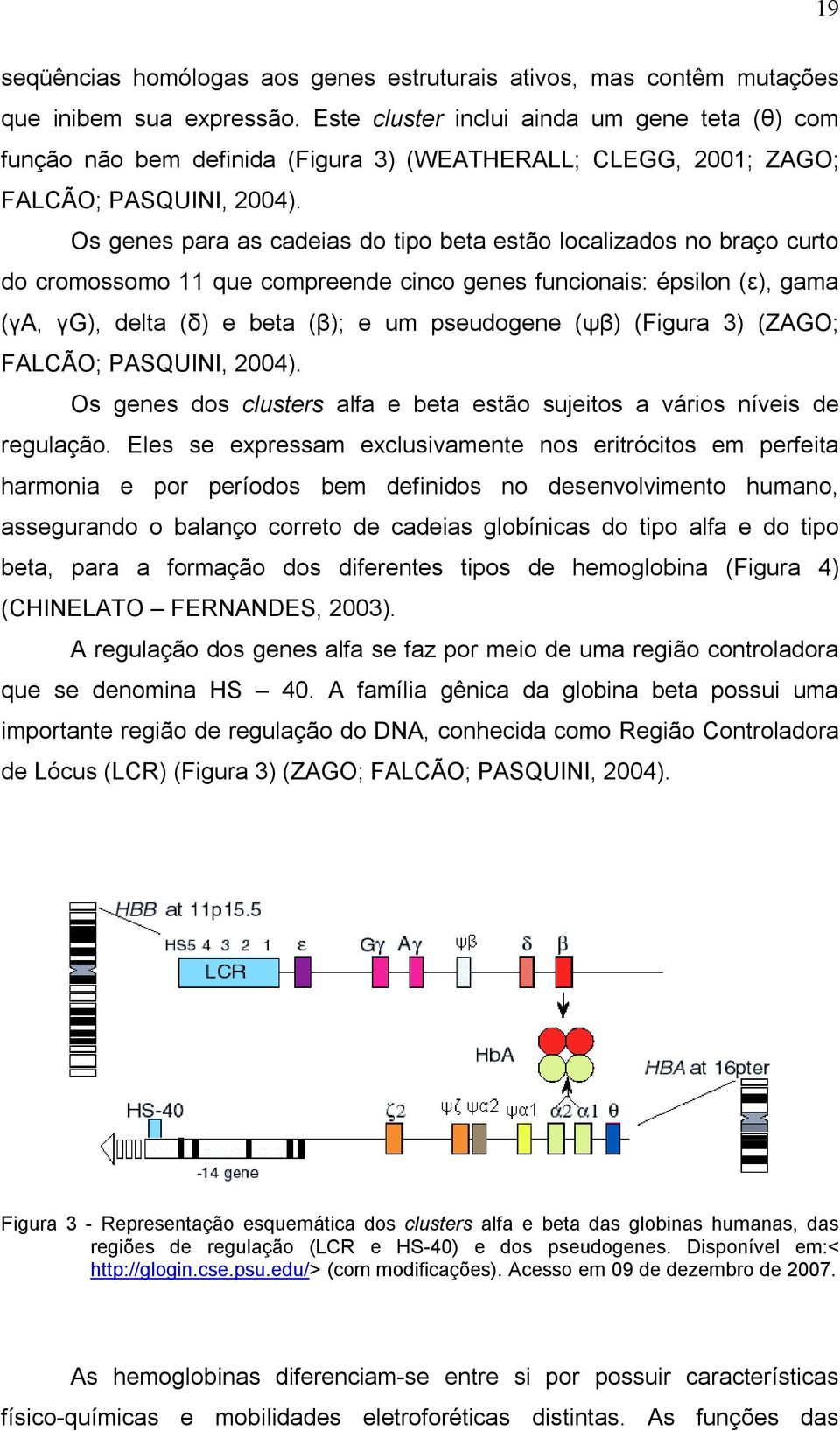 Os genes para as cadeias do tipo beta estão localizados no braço curto do cromossomo 11 que compreende cinco genes funcionais: épsilon (ε), gama (γa, γg), delta (δ) e beta (β); e um pseudogene (ψβ)