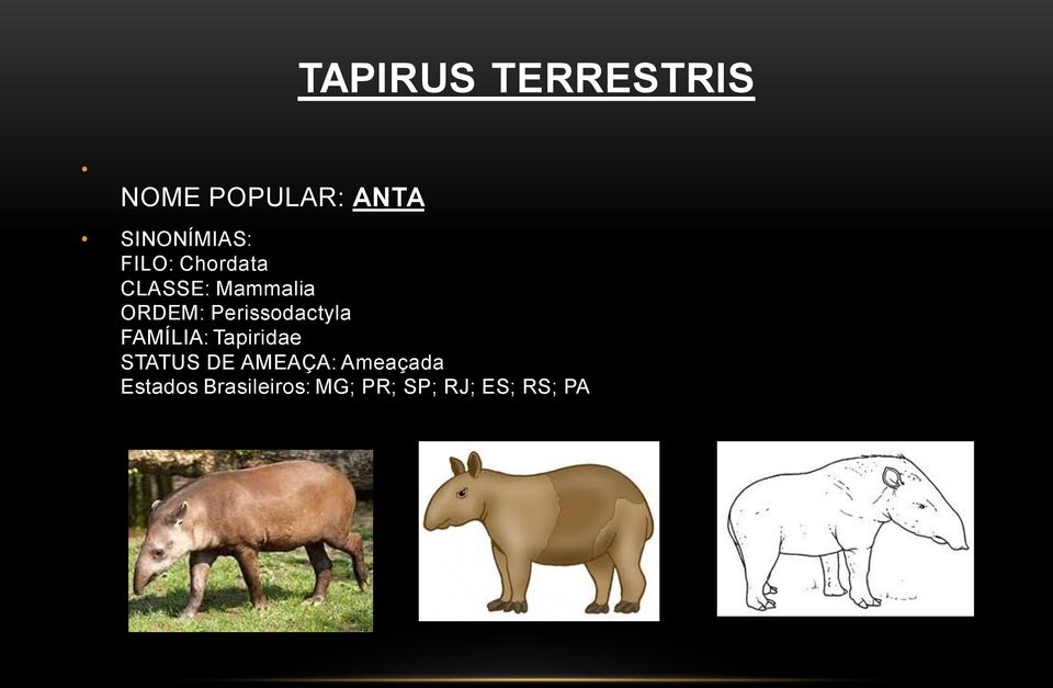 Perissodactyla FAMÍLIA: Tapiridae STATUS DE
