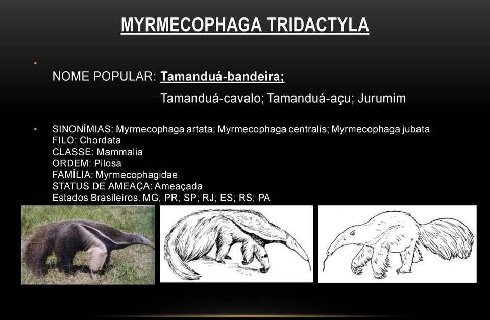 Myrmecophaga jubata FILO: Chordata CLASSE: Mammalia ORDEM: Pilosa FAMÍLIA: