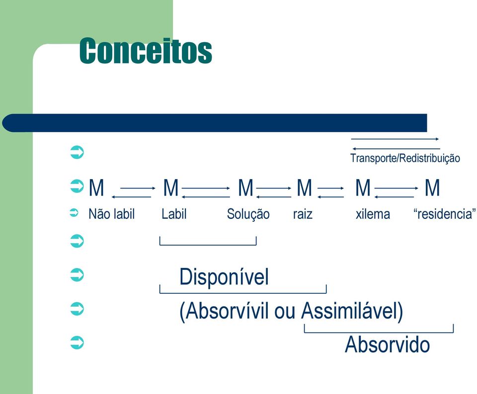 raiz xilema residencia Disponível