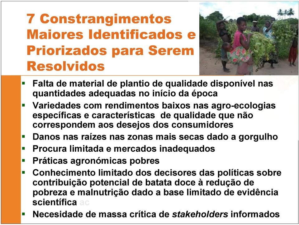 nas zonas mais secas dado a gorgulho Procura limitada e mercados inadequados Práticas agronómicas pobres Conhecimento limitado dos decisores das políticas sobre