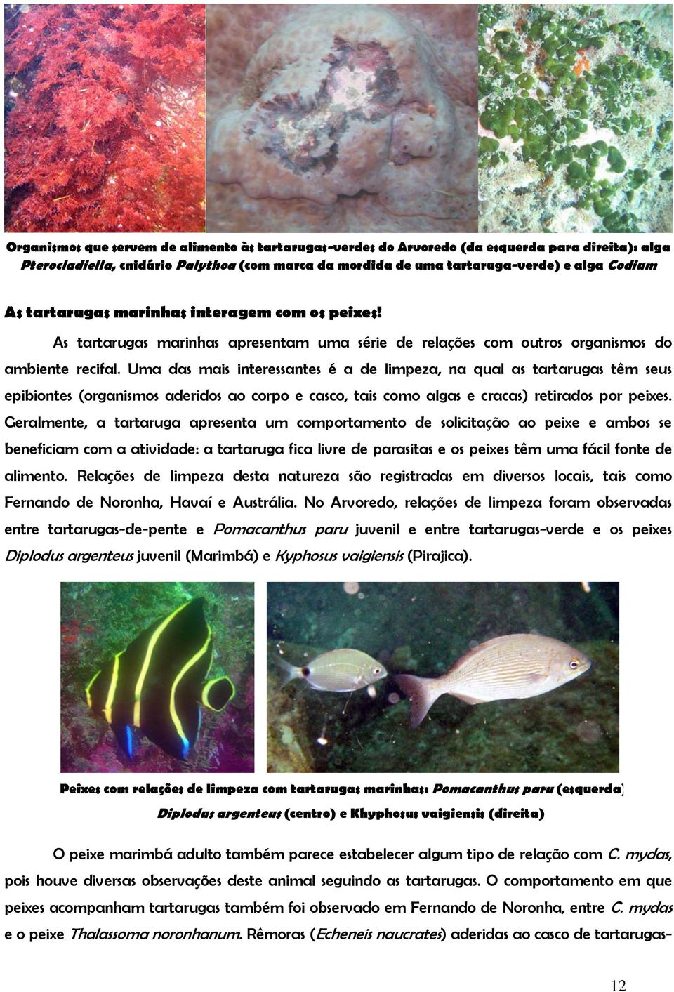 Uma das mais interessantes é a de limpeza, na qual as tartarugas têm seus epibiontes (organismos aderidos ao corpo e casco, tais como algas e cracas) retirados por peixes.