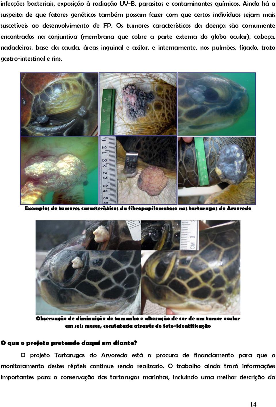 Os tumores característicos da doença são comumente encontrados na conjuntiva (membrana que cobre a parte externa do globo ocular), cabeça, nadadeiras, base da cauda, áreas inguinal e axilar, e