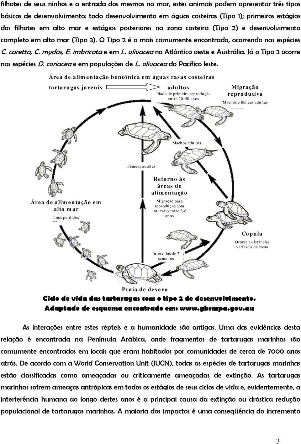 mydas, E. imbricata e em L. olivacea no Atlântico oeste e Austrália. Já o Tipo 3 ocorre nas espécies D. coriacea e em populações de L. olivacea do Pacífico leste.