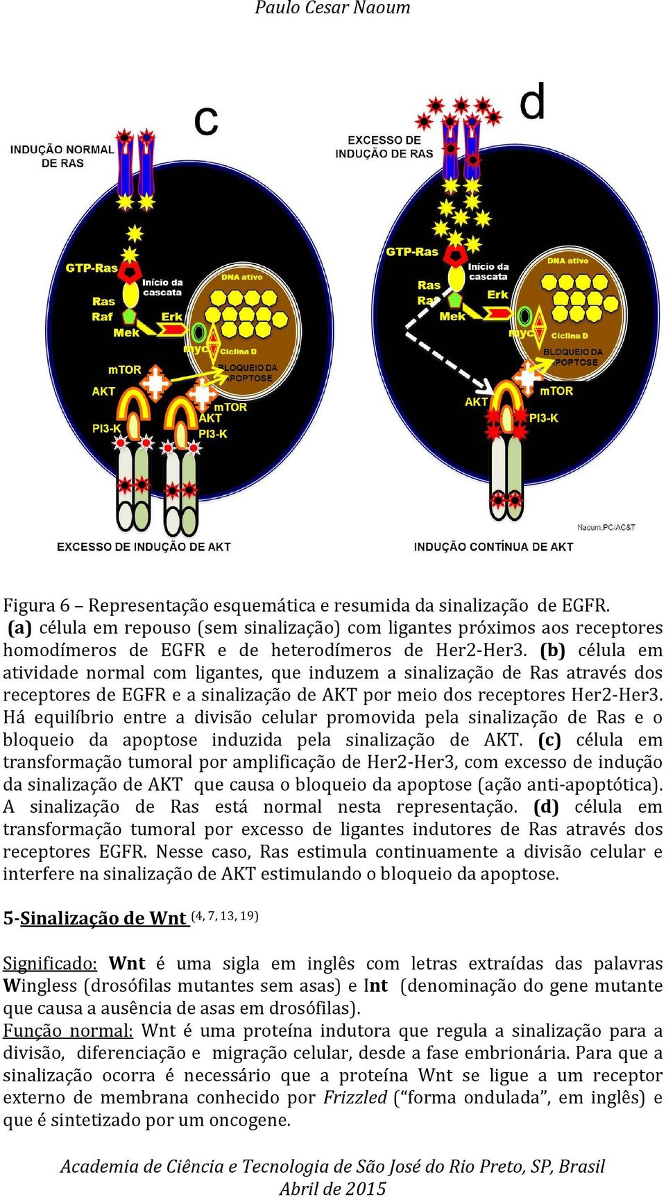 Há equilíbrio entre a divisão celular promovida pela sinalização de Ras e o bloqueio da apoptose induzida pela sinalização de AKT.